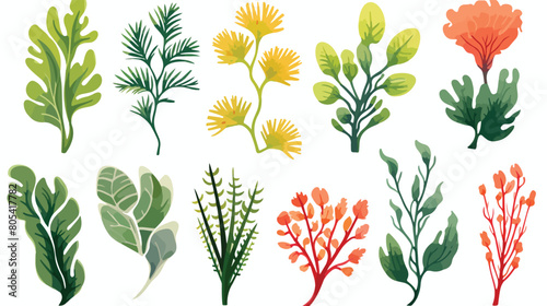 Set of colorful hand drawn edible algae vector grap