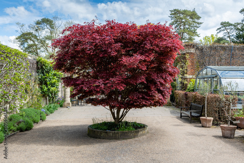 red acer tree in courtyard