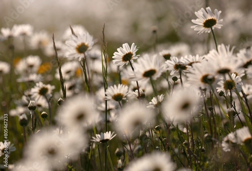 Pola białych kwiatów - Złocienie. 