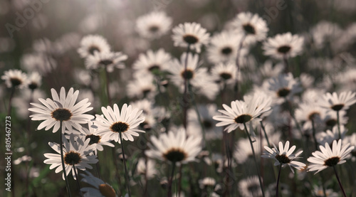 Pola białych kwiatów - Złocienie. 