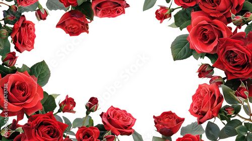 Frame of luxurious red roses in full bloom, with soft petals and green leaves, cut out