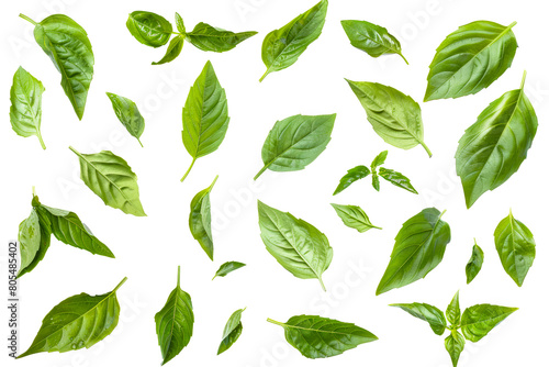 Green basil leaves, culinary herbs isolated on transparent background