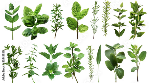 Assorted fresh culinary herbs isolated on transparent background