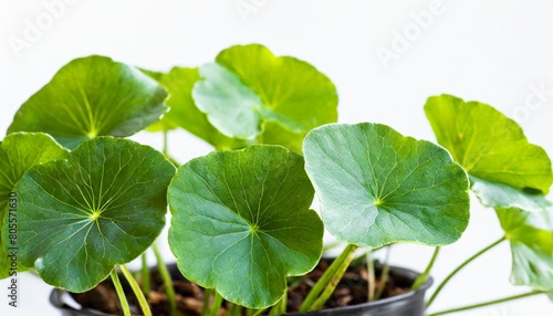green leaves of centella asiatica asiatic pennywort centella asiatica linn urban tropical herb isolated on white background