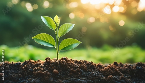 green seedling illustrating concept of new life and begin to grow concept of planting seedlings of agriculture concept of save nature world concept of carbon trading market