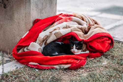 Stray street black and white cat lying in a blanket in Thessaloniki