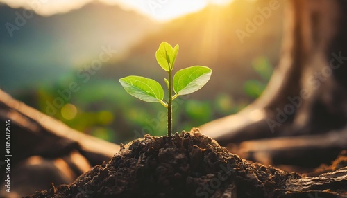 new life growth future concept a strong seedling growing in the old center dead tree concept of support building a future focus on new life with seedling growing sprout