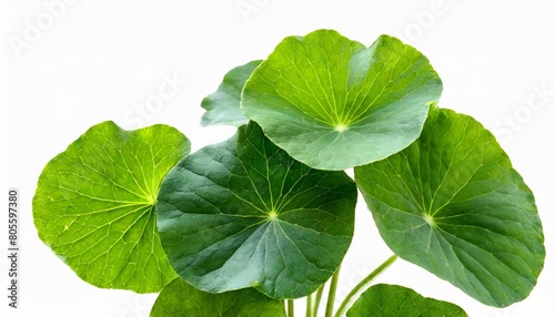 green leaves of centella asiatica asiatic pennywort centella asiatica linn urban tropical herb isolated png