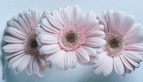 beautiful pink gerber daisies flowers isolated on transparent background
