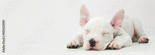 Close up Portrait, Adorable White Bull Terrier Puppy sleeping with pink nose and alert ears on White Background.