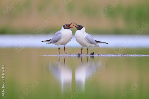 lachmöwe larus ridibundus