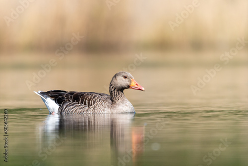  close up of The greylag goose swimming on the lake 