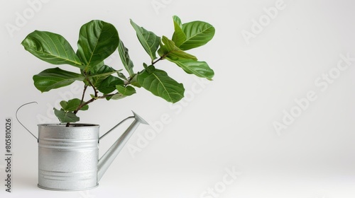  A potted plant under a watering can with an attached hose rising from its top, adorned by a green, leafy plant in the center