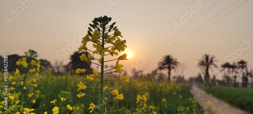 Canola oil Leaves is a food-grade version derived from rapeseed cultivars specifically bred for low erucic acid content. Sunset Shot