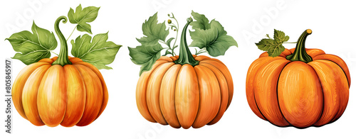 Set of three orange pumpkins with leaves, drawing