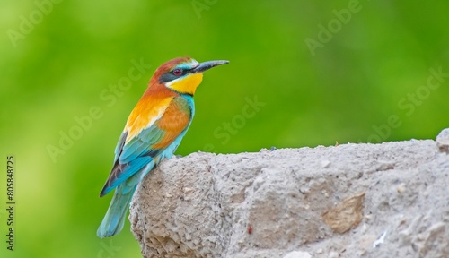 European Bee-eater (Merops apiaster) is a common bee-eater species that spends the winter in Africa and comes to Asia and Europe to breed in the summer.