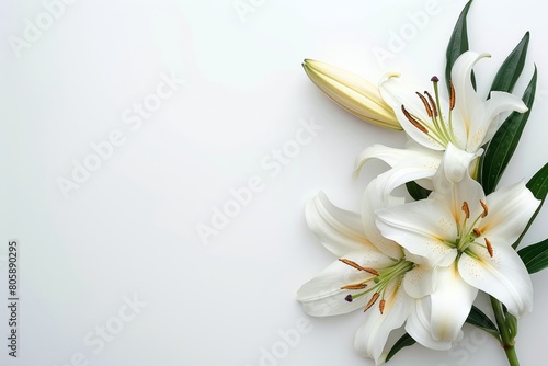 Funeral lily on white background with space for text and memorial service announcement