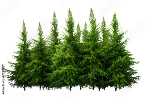 Green and lush pine trees, perfect for adding a touch of nature to any space.