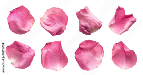 Set of pink rose petals, cut out