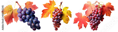 Set of autumn grape cut out transparent isolated on white background ,PNG file ,artwork graphic design.