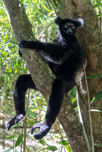 Ein Indri sitzt entspannt auf einem Ast in der Frontale