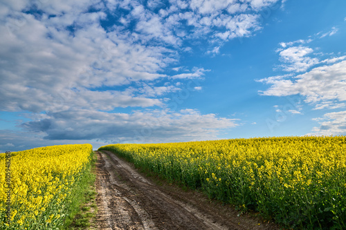 Picturesque dirt road between fields of blooming rapeseed on a hill on a clear evening