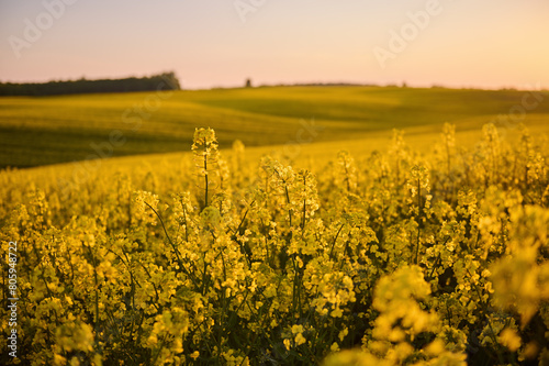 Under the evening sky, a huge field of blooming rapeseed stretches to the horizon, and the forest in the distance adds a mysterious charm to this picturesque landscape