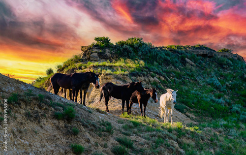 Wild mustang horses on the prairie, Theodore Roosevelt National Park, North Dakota, USA