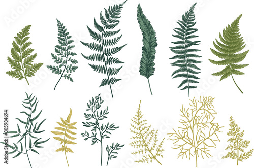 Set with fern leaves. Vintage botanical illustration. Art line style.