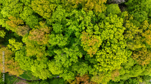 Zielone, żółte, korony drzew widziane z lotu ptaka, faktura, tekstura roślinna.