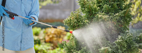 Gardener or farmer spraying green plants in the garden with chemicals or ecological. Spraying leaves against pests with herbicides or pesticides.