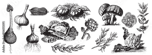 Engraved vegetable set. Hand drawn fresh veggies. Engraving onion, mushroom, cabbage, artichoke, tomato isolated on white background. Vector illustration. Fresh farm cuisine kitchen.
