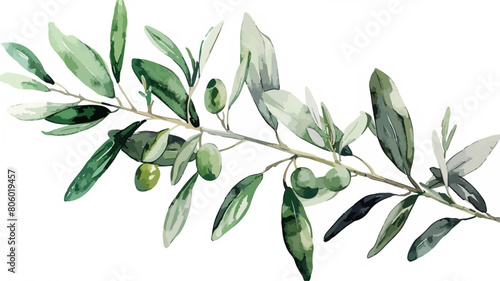 Frische Oliven Ast Zweig Olive Olivenbaum Isoliert Wasserfarben Vektor