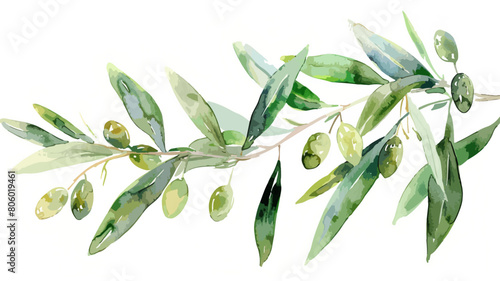 Oliven Zweig Olive Olivenbaum Ast Aquarell Wasserfarben Künstlerisch Vektor