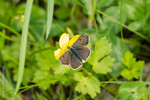 Male sooty copper butterfly (Lycaena tityrus) perched on yellow marsh marigold in Zurich, Switzerland