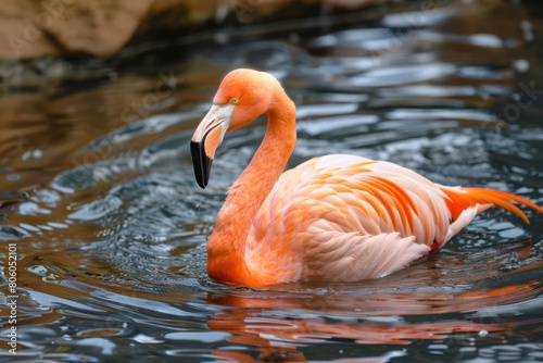 Pink Chilean Flamingo In Its Natural Habitat. Exotic Wading Bird With Flame-Coloured Feathers