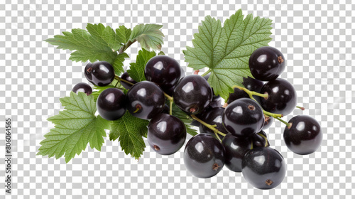 black currant on a white background