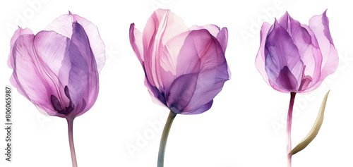Transparent Tulip of pale purple color hand-drawn by watercolor, isolated on white background, X-ray drawing of flowers Delicate spring petals, pistils, stamens Botanical drawing floral structure