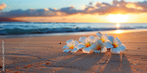 White plumeria flowers of Maui, Hawaii blooms Amidst Sandy beach and Blue Ocean on a Vacation Escape at Sunset time