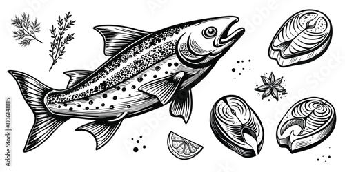 Salmon and salmon steak vintage engraved style drawing on white background, vector illustration