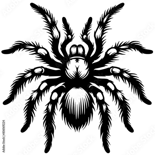 Dangerous and venomous tarantula silhouette