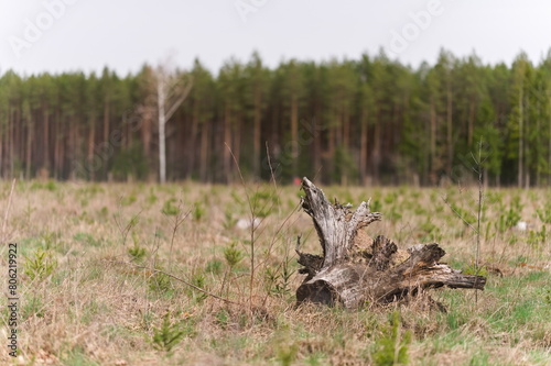 Wycięty konar drzewa leżacy na polanie pozostałej po wycince drzew w lesie