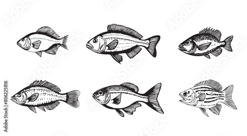 Fish sketch collection.