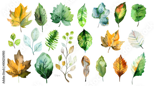An illustration of various leaves in different colors and shapes.