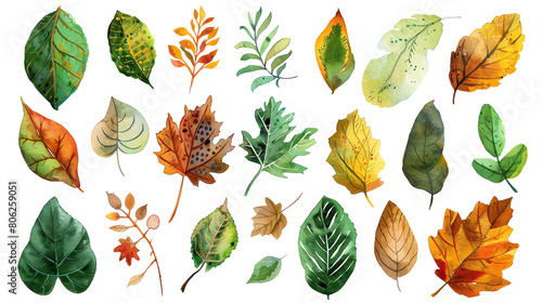 watercolor of various fall leaves.
