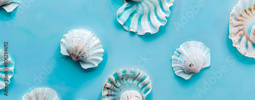 Seafood, scallops, molluscs, on blue background.