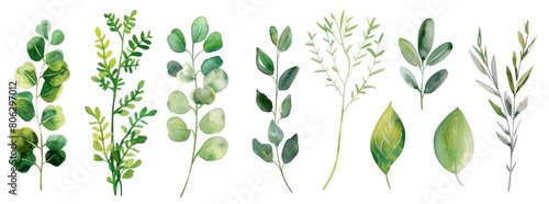 Set of lush green watercolor leaves on a white background