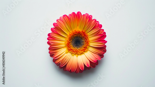 A pink and yellow daisy on a white background.