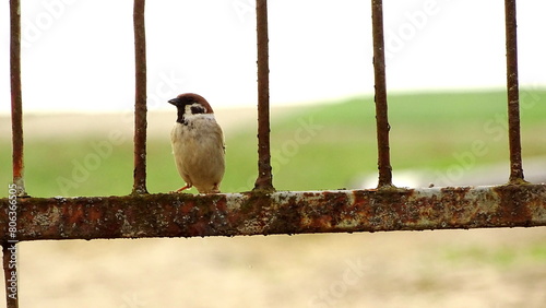 ptak siedzący na stalowej bramie