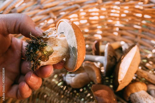 Mushroom in hand on the background of a basket with various mushrooms in the forest.